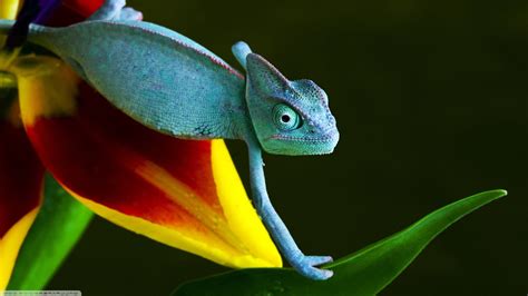 Animals Nature Reptile Wallpapers Hd Desktop And