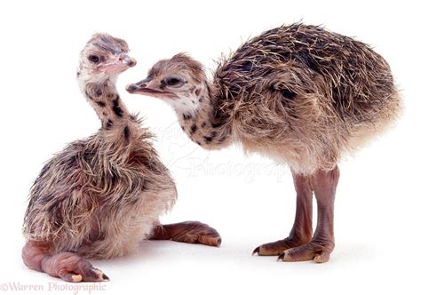 Baby Ostriches Photo Wp04863