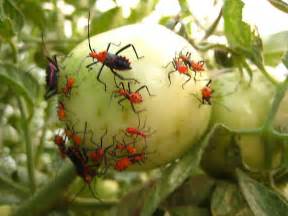 Red And Black Bugs On A Green Tomato Phthiacnemia Picta Bugguidenet
