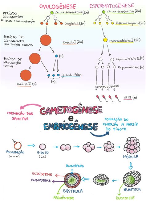 Mapa Mental Gametogênese e Embriogênese Enem Estudando e Resumões