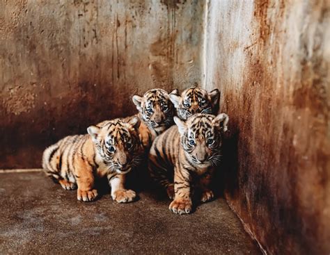 Shanghai Zoo Seeks Names For Four Tiger Cubs Cn