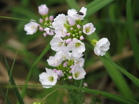 cardamine pratensis