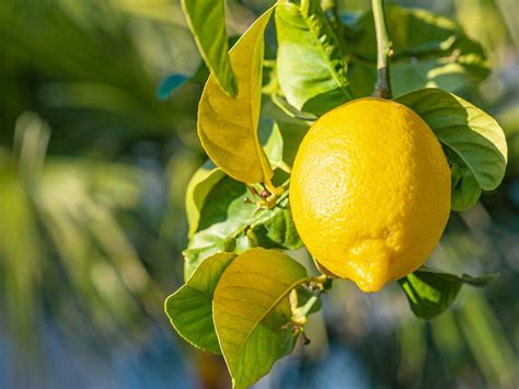 Lemon Tree Fertilizer How To Feed Growing Lemon Trees