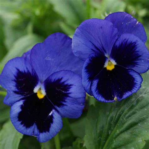 Pansy Seeds Pansy Ullswater Blue Flower Seed