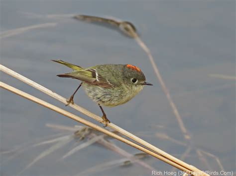 Ruby Crowned Kinglet 365 Days Of Birds