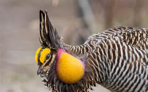 Greater Prairie Chicken Audubon Field Guide