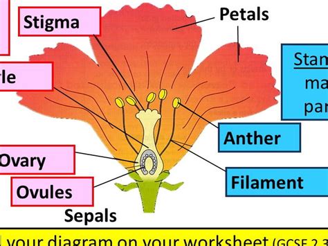 Unisexual flowerbearing plants can be either monoecious or dioecious. Structure of the flower & pollination | Teaching Resources