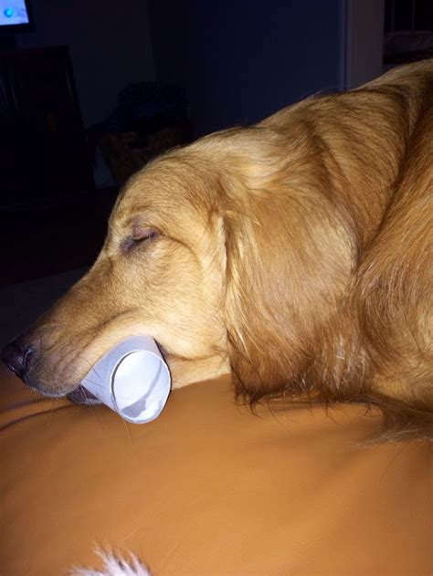 Golden Retriever Asleep With Toilet Paper Roll In Mouth Maverick