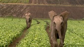 Elephant Tales (2007) - The Screen Guide - Screen Australia