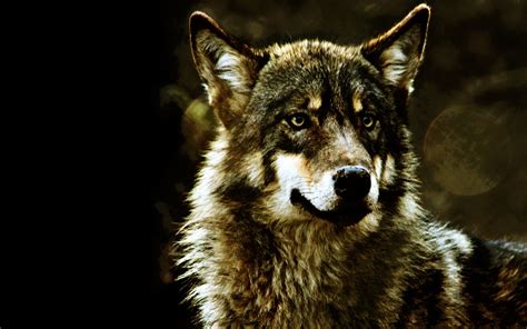 We present you our collection of desktop wallpaper theme: Black Wolf HD Wallpapers | Download Black Wolf Desktop HD ...