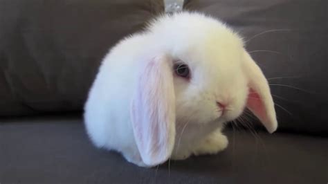 Cute Little Bunny ️ Youtube