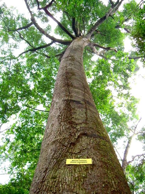 Bagian Bagian Pokok Pada Tumbuhan 2 ~ Pengetahuan Umum
