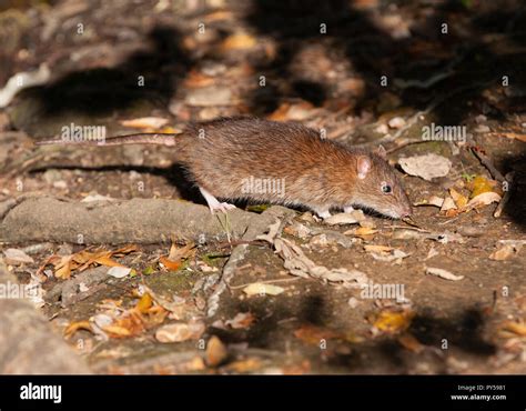 Adult Brown Rat Rattus Norvegicus Walthamstow Reservoirs London