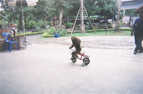 Monkey Riding A Bike Pics4learning