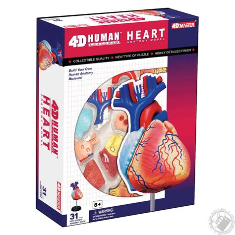 4d Human Anatomy Heart Model 31 Pieces For Ages 8 And Up Biology