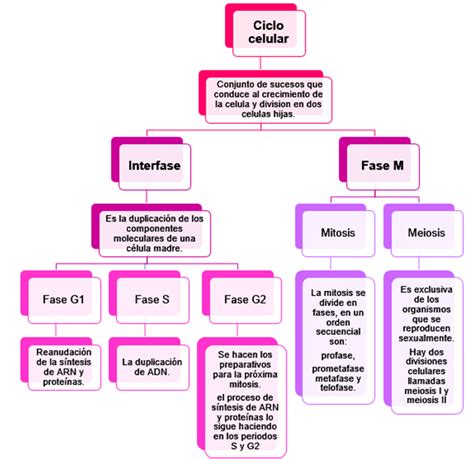 Fundamentos De Biologia Celular Mapa Conceptual De Ciclo Celular