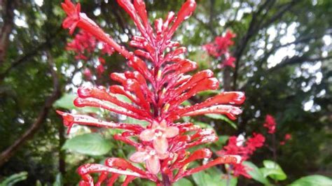 Red Winter Flowering Subtropical Shrubs To Brighten Up