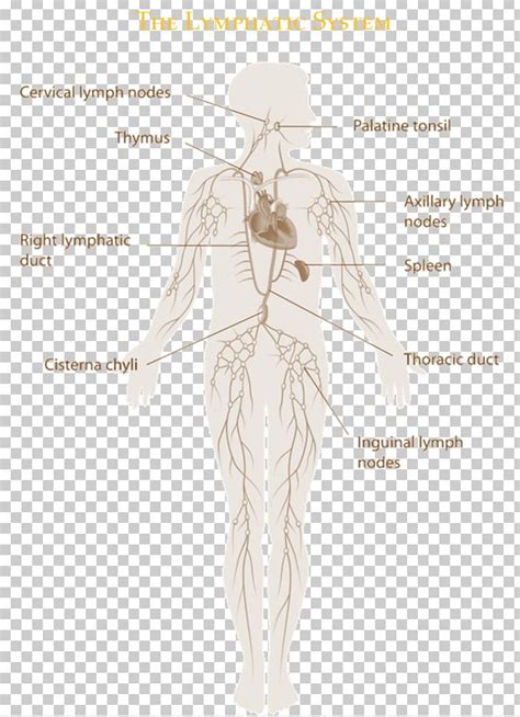 The Lymphatic System Manual Lymphatic Drainage Immune System Lymphatic