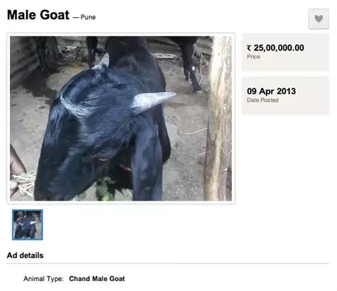 How Much Does A Live Goat Cost Quora