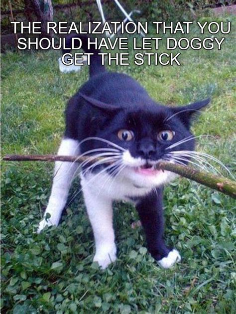 Doggy Stick Lolcats Lol Cat Memes Funny Cats Funny Cat