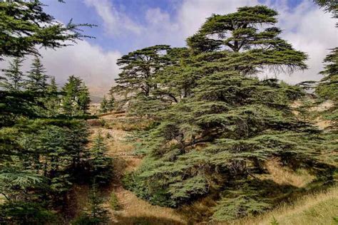 The Cedar Of Lebanon Current