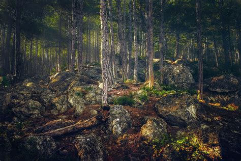 Russia Forests Crimea Stones Trunk Tree Alupka Nature