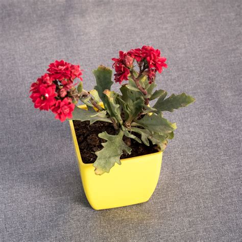 Red Kalanchoe Plant Buy Online In India From Vitri Greens