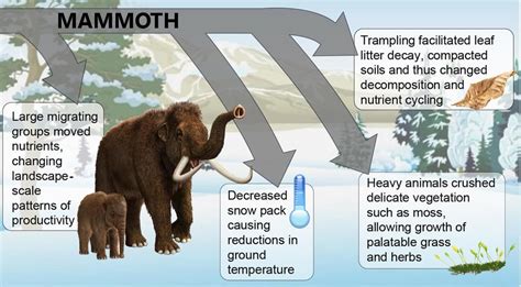 Ecological Functions Of The Woolly Mammoth Megafaunarewilding