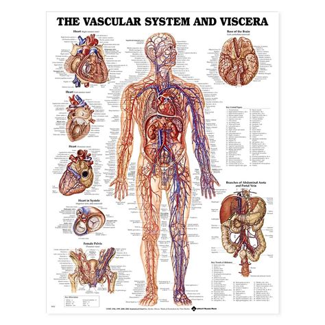 The Vascular System And Viscera Anatomical Chart 20 X 26