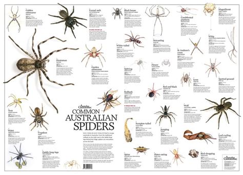 Common Australian Spiders Poster Flat Australian Geographic