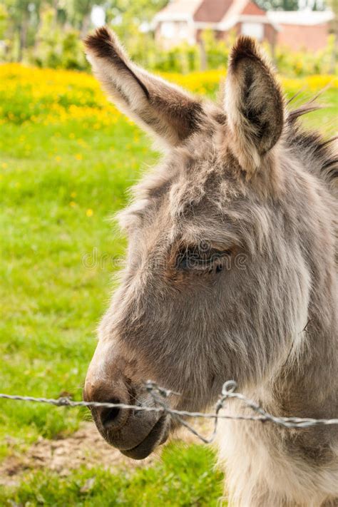 Donkey In A Field In Sunny Day Stock Image Image Of Cute