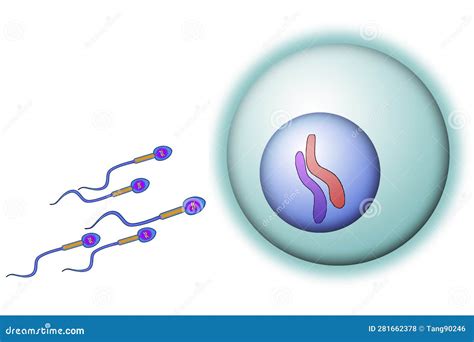 sperm cells reaching an ovum stock illustration illustration of disorder female 281662378