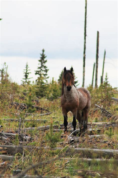 Beautiful Roan Stallion Alberta Wild Horses Horses Wild Horses