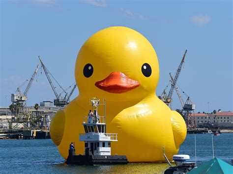 Enormous Rubber Duck In Canada Is Counterfeit Artist Alleges Ncpr News