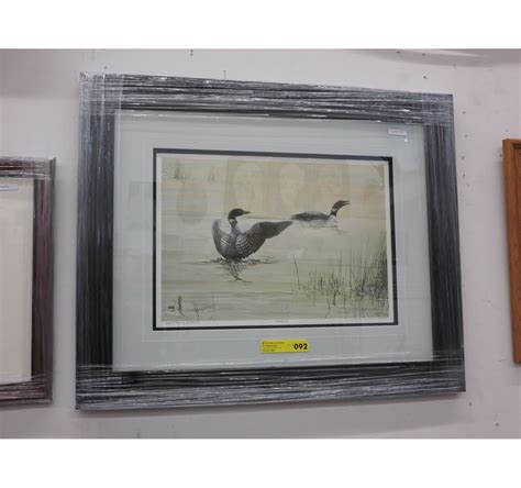 Framed Print Courting Loons By Lisa Calvert