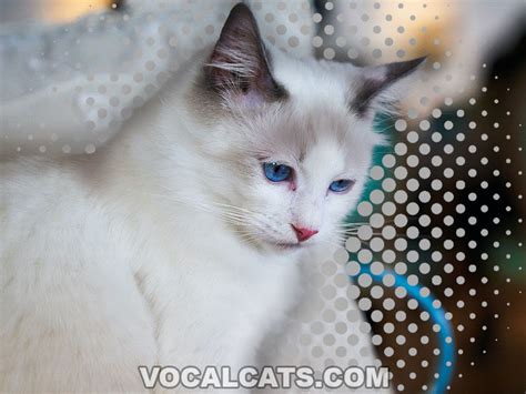 Himalayan Ragdoll Cat Complete Guide Vocal Cats