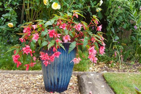 Top 5 Plants To Grow In Containers Merryhatton Garden Centre