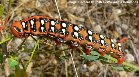 19 Black And Orange Caterpillars With Pictures Identification