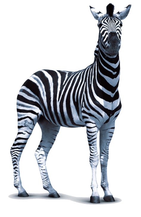 Free Zebra Png Transparent Images Download Free Zebra Png Transparent