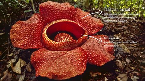 Fakta Unik Bunga Rafflesia Arnoldi Youtube