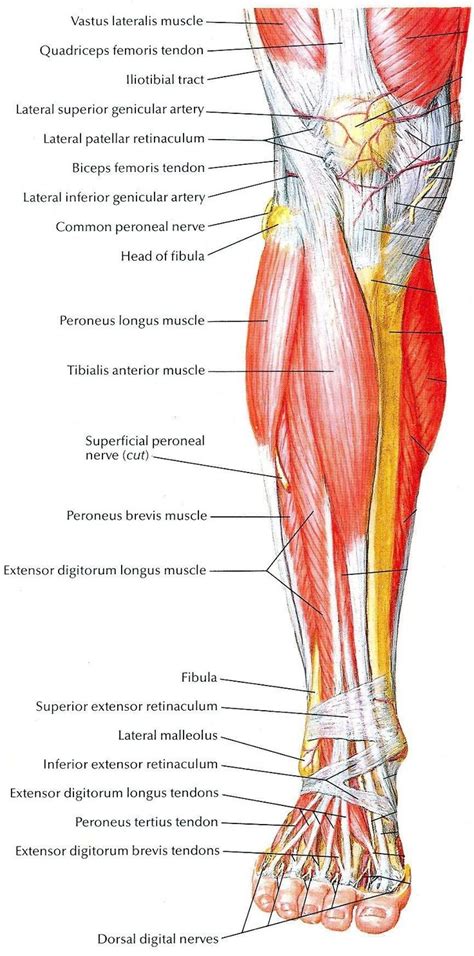 Pin By Skybreaker On Anatomy Muscle Anatomy Yoga Anatomy Leg Anatomy