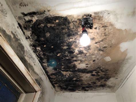 Ways To Stop Mold Growth After Water Damage Indoor Mold Specialist