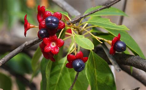 Lolly Bush Idalia Np Clerodendrum Floribundum Small Ornamental Trees