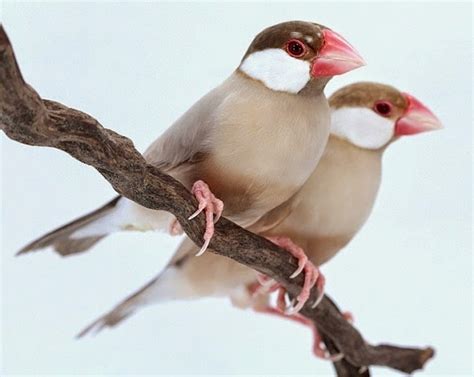 Burung Pemakan Biji-bijian, Macam dan Jenis Serta Ciri-cirinya | SAKA DOCI