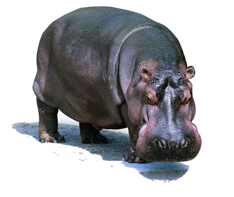 Hippo Transparent Background Png Png Arts