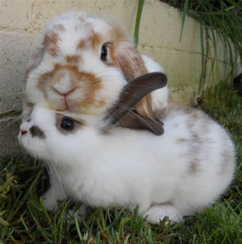 21 Adorable Bunnies Celebrating International Rabbit Day Hop To Pop