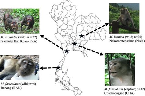 Map Of Thailand Showing Sampling Sites And The Species Of Macaques