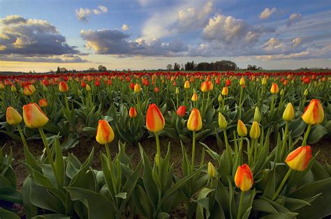Tulip Fields Of Oregon Photograph By Richard Bitonti