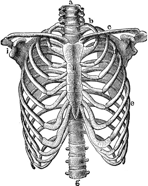 Thorax Skeleton Engraving Illustration Rib Cage Drawing Skeleton