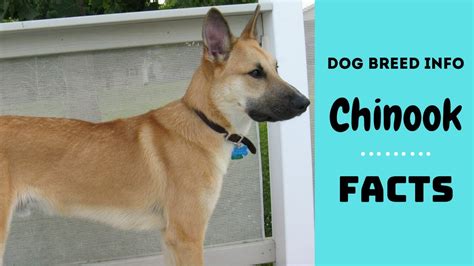 Chinook Dog Breed All Breed Characteristics And Facts